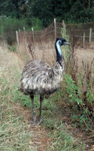 olympia emu ranch