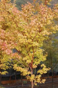 Fall Maple Tree