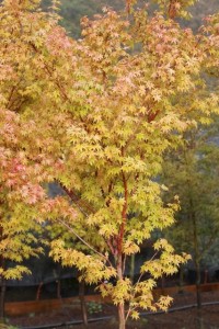 Fall Maple Tree