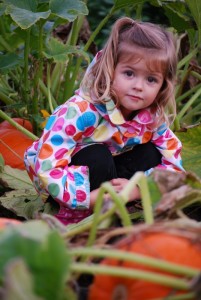 olympia pumpkin patches