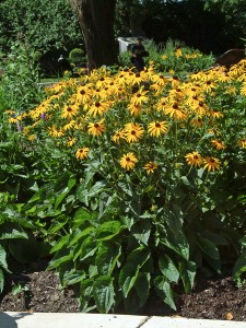 Rudbeckia Goldstrum-02cmx