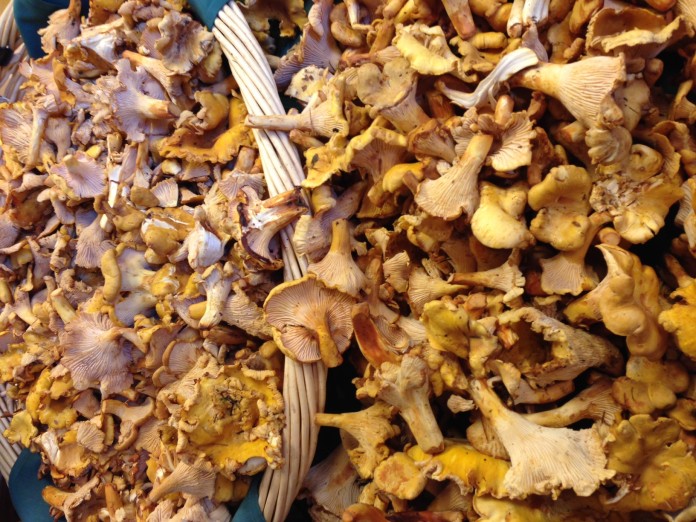 chantrelle mushrooms chantrelle recipe