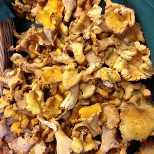 chantrelle mushrooms