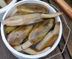 razor clam dig