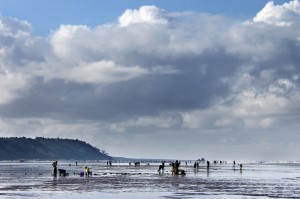 razor clam dig