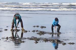 razor clam dig