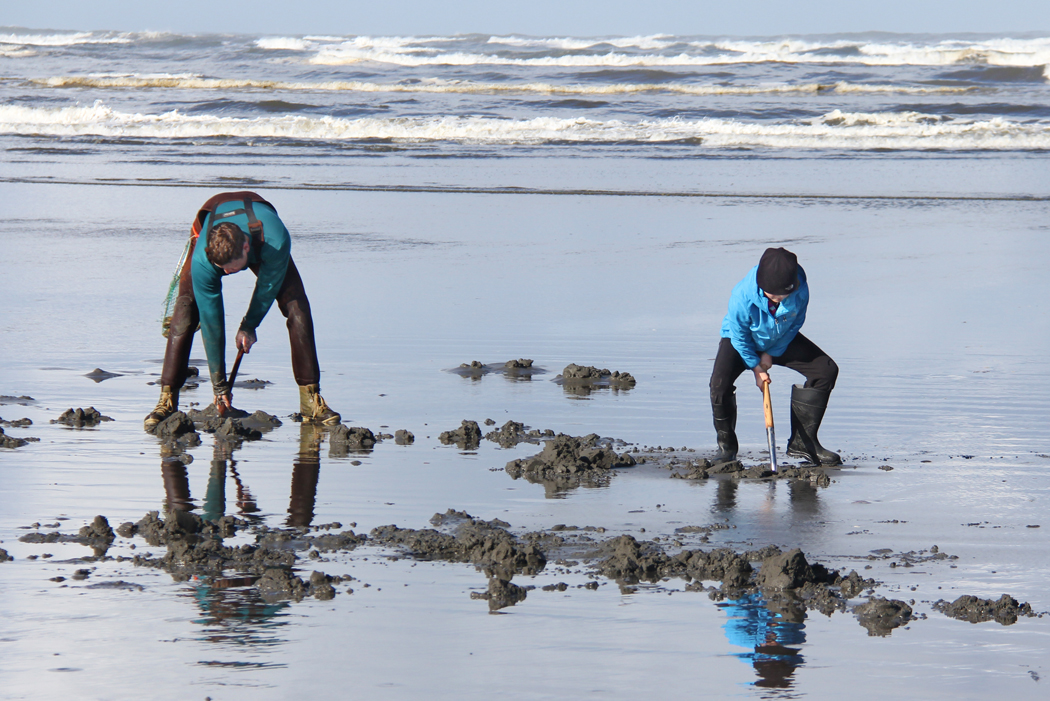 WDFW Tentatively Plans 8 Days of Razor Clam Digging in March, April -  ThurstonTalk