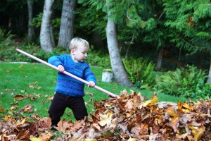 fall autumn leaves