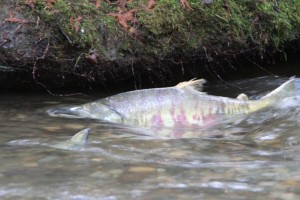 McLane Creek Nature Trail offers a close-up view of the Chum Salmon migration starting in November.