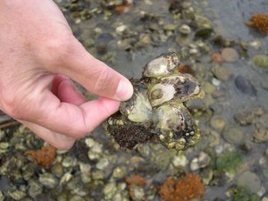 olympia oyster restoration