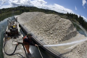 olympia oyster restoration