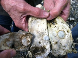 olympia oyster restoration