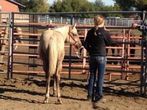 calli kaufman horse