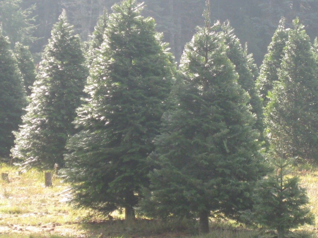 9 Christmas UCut Tree Farms A Family Tradition Around Thurston