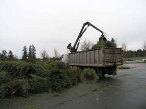 lacey christmas tree recycle