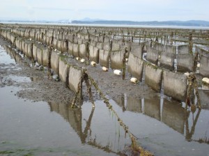 oyster growing