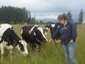 olympia cheese producer