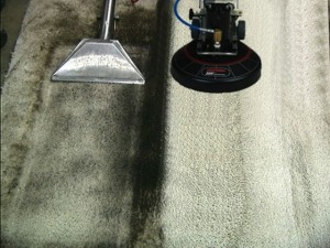 olympia carpet cleaning