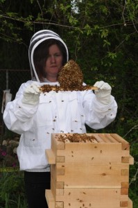 olympia beekeeping