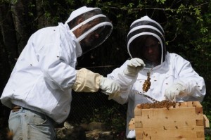 olympia beekeeping