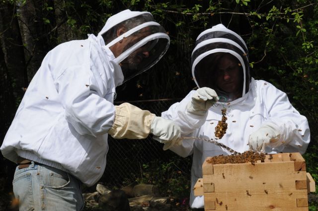 beekeeping olympia beekeeping