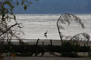 tolmie state park