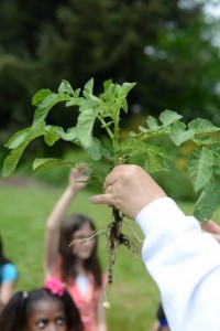 food bank school garden