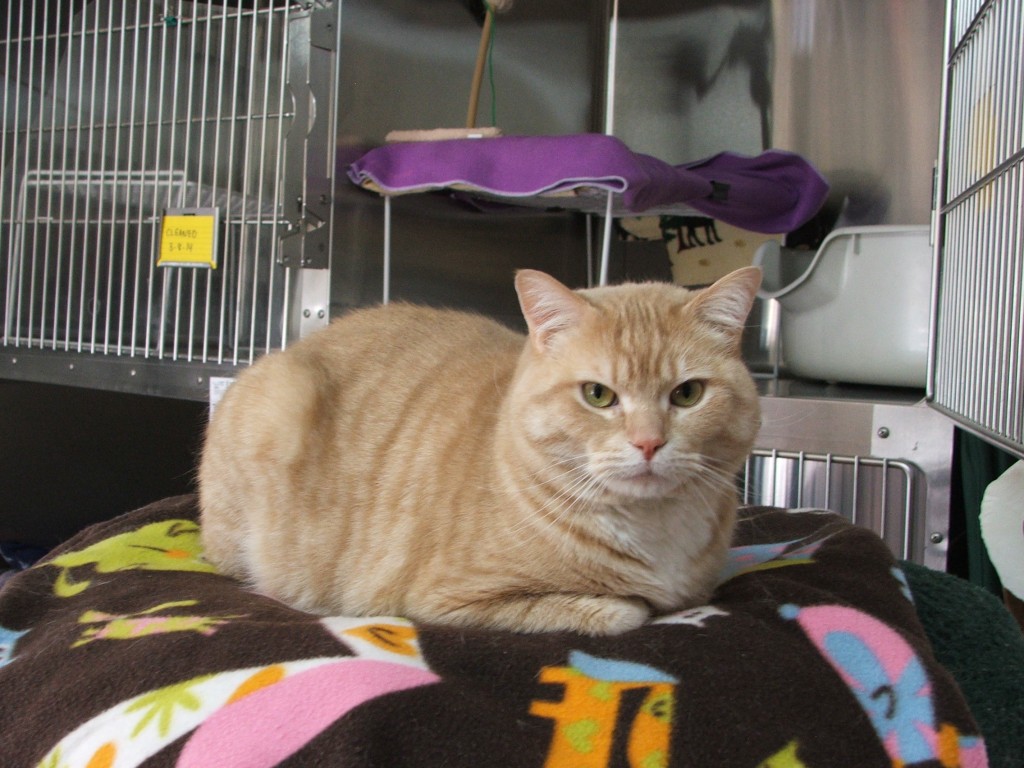 Six Animal Rescue Groups in Thurston County Working Hard to Help Our Four-Legged Residents - ThurstonTalk Six Animal Rescue Groups in Thurston County Working Hard to Help Our Four-Legged Residents - ThurstonTalk