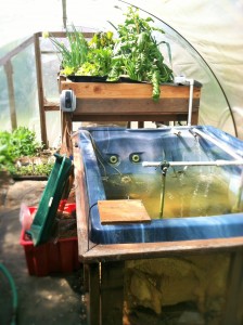 aquaponics olympia