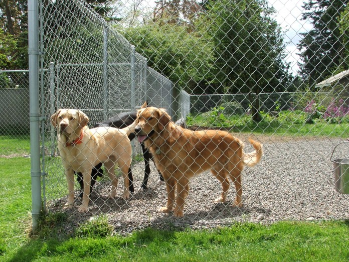 pet kennels olympia
