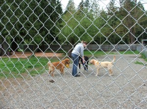 pet kennel olympia