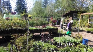 olympia plant sale