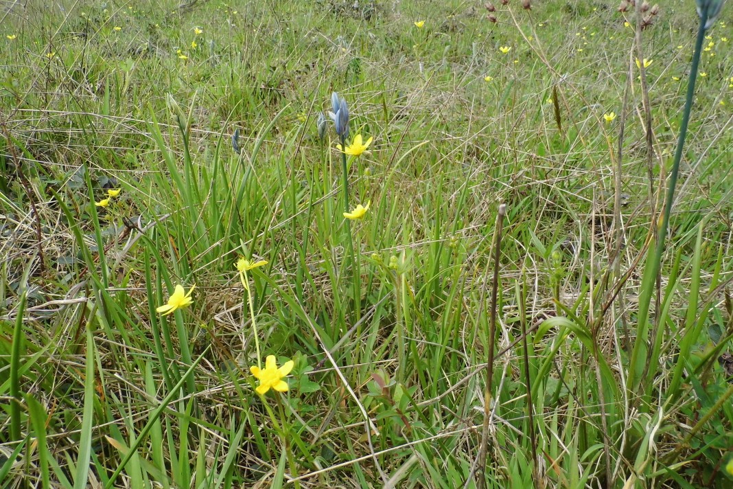 mima mounds