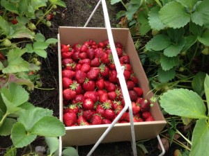 strawberries