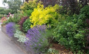 A beautiful yard can also be a safe yard - for people, pets and the Puget Sound.