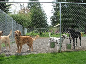 olympia dog daycare