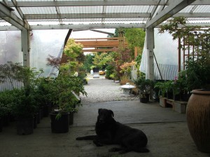 olympia gardening nursery