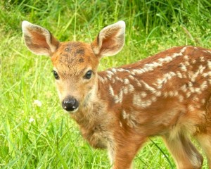 olympia wild animal rehab