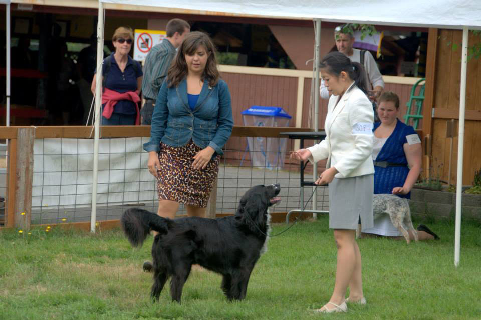 dog 4-H fair thurston county fair