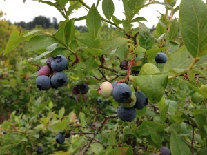 gile blueberry farm