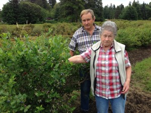 gile blueberry farm