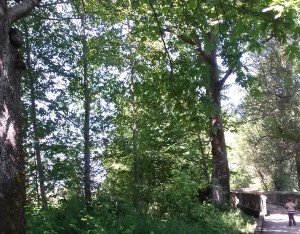 nisqually national wildlife refuge