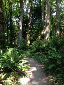 ellis cove trail