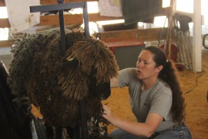 thurston county fair