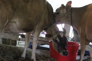 Thurston County Fair 2014 (90)