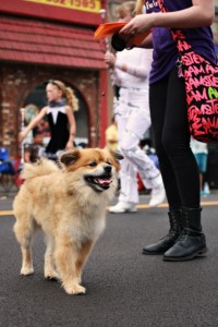 olympia pet parade