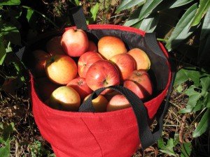 tumwater cider sunday