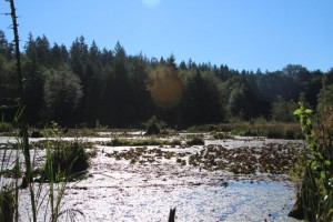 McLane Creek Nature Trail (9)