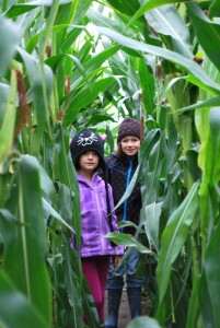 corn maze