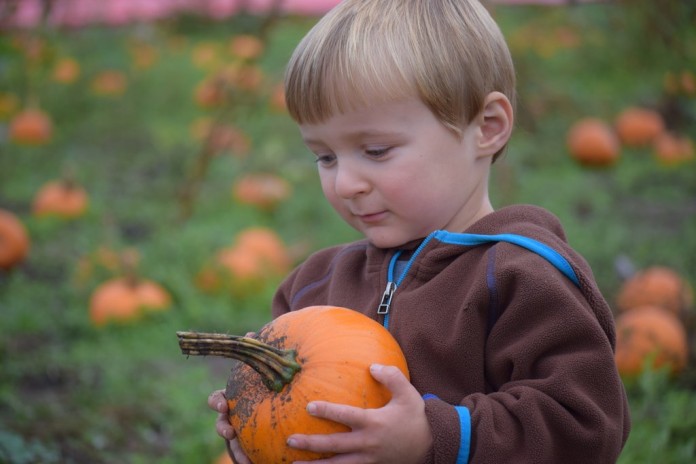 olympia pumpkin patch